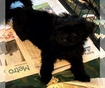 Small Photo #5 Ewokian Puppy For Sale in COLLEYVILLE, TX, USA