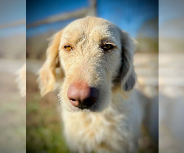Medium Photo #2 Labradoodle Puppy For Sale in Pacolet, SC, USA