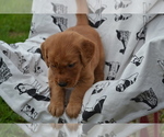 Small #2 Golden Retriever