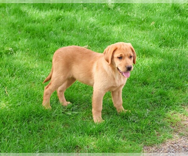 Medium Photo #5 Labrador Retriever Puppy For Sale in SYRACUSE, IN, USA