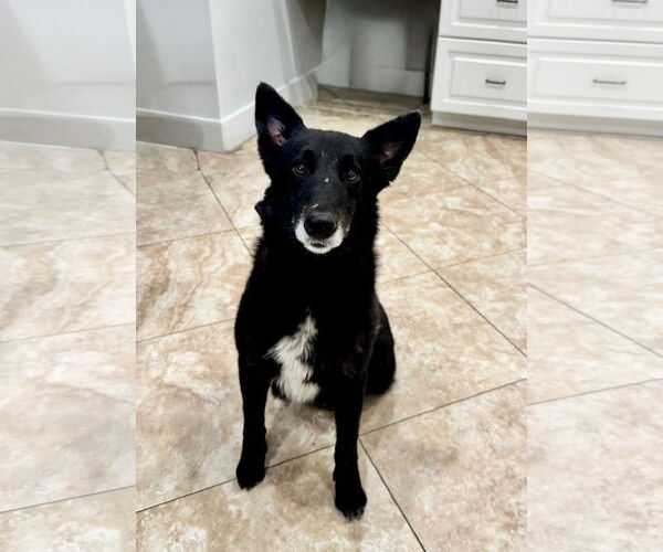 Medium Photo #1 Mutt Puppy For Sale in Hilton Head, SC, USA