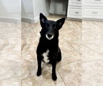 Small Mutt
