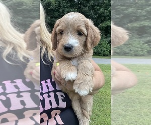 Goldendoodle Puppy for sale in NEWTON, NC, USA