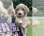 Image preview for Ad Listing. Nickname: Sadie