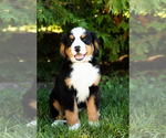 Small Photo #5 Bernese Mountain Dog Puppy For Sale in WOLCOTTVILLE, IN, USA