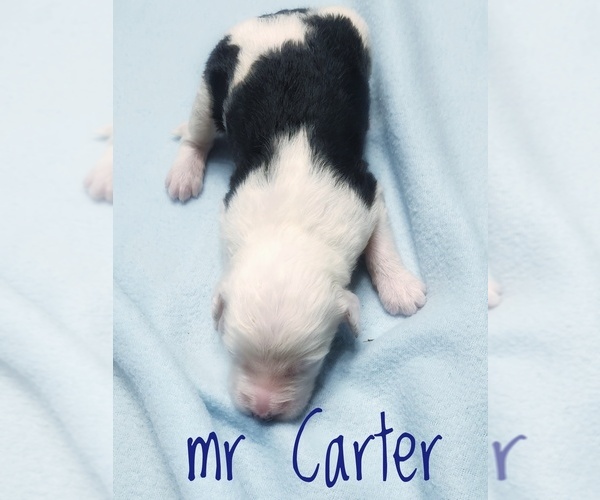 Medium Photo #3 Sheepadoodle Puppy For Sale in GOLDEN CITY, MO, USA