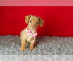 Small #3 Dachshund