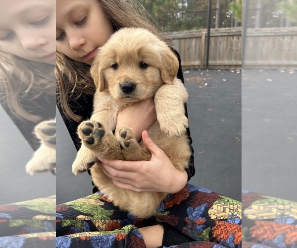 Medium Photo #4 Golden Retriever Puppy For Sale in LILLINGTON, NC, USA