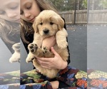 Small #3 Golden Retriever