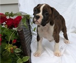 Small #6 Boxer