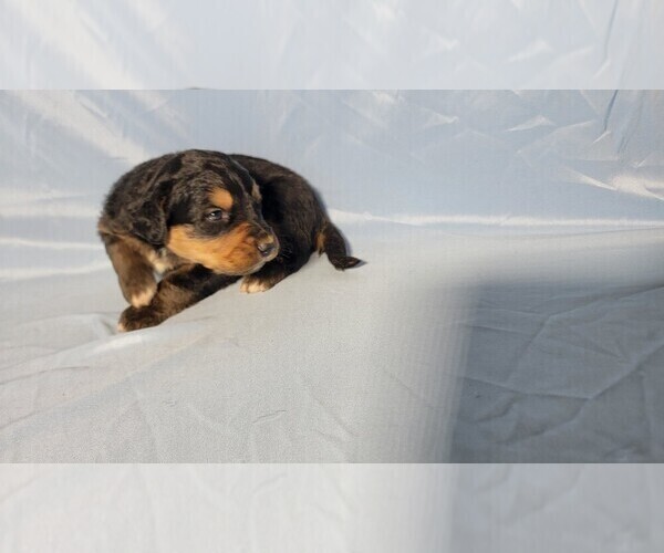 Medium Photo #7 Golden Mountain Dog Puppy For Sale in BLACK FOREST, CO, USA