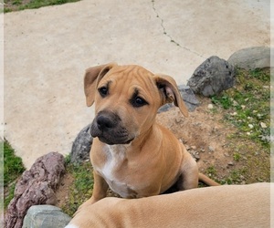 American Pit Bull Terrier-American Staffordshire Terrier Mix Dogs for adoption in CLEARLAKE OAKS, CA, USA