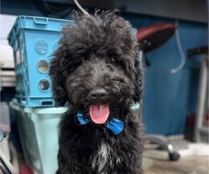 Bernedoodle Puppy for sale in TACOMA, WA, USA