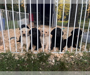 Labrador Retriever Puppy for sale in MARSHFIELD, MO, USA
