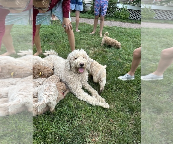 Medium Photo #1 Goldendoodle Puppy For Sale in CAPE MAY COURT HOUSE, NJ, USA