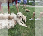 Small Photo #1 Goldendoodle Puppy For Sale in CAPE MAY COURT HOUSE, NJ, USA