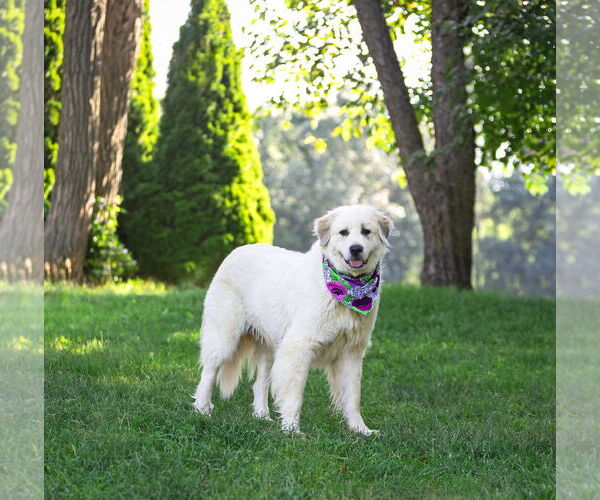 Medium Photo #3 Great Pyrenees-Unknown Mix Puppy For Sale in Unionville, PA, USA