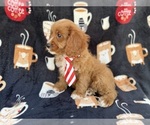 Small #2 Cavapoo (Standard)