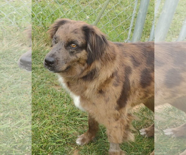 Medium Photo #5 Australian Shepherd-Unknown Mix Puppy For Sale in Cookeville, TN, USA