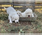 Small Photo #2 Komondor Puppy For Sale in GUTHRIE, OK, USA