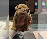 Puppy Lilac Olde English Bulldogge