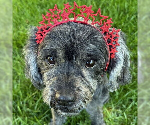 Medium Photo #6 Cocker Spaniel-Poodle (Miniature) Mix Puppy For Sale in Arlington, VA, USA