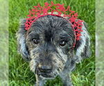 Small #5 Cocker Spaniel-Poodle (Miniature) Mix