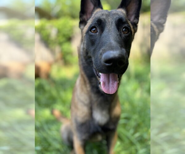 Medium Photo #1 Mutt Puppy For Sale in Stevens Point, WI, USA