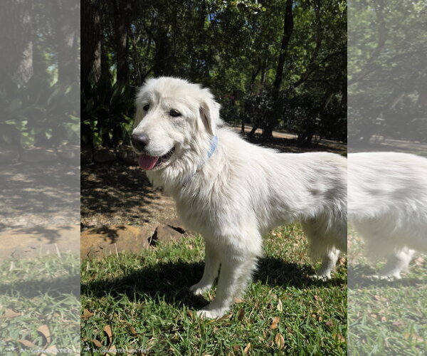 Medium Photo #2 Great Pyrenees Puppy For Sale in Spring, TX, USA