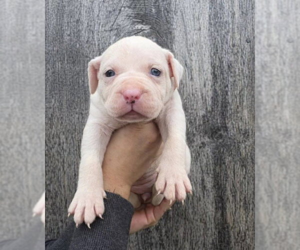 Medium Photo #2 American Pit Bull Terrier-Catahoula Leopard Dog Mix Puppy For Sale in Frankenmuth, MI, USA