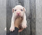 Small #1 American Pit Bull Terrier-Catahoula Leopard Dog Mix