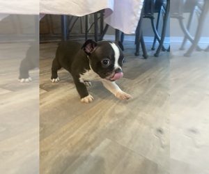 Boston Terrier Puppy for sale in FREDONIA, KS, USA