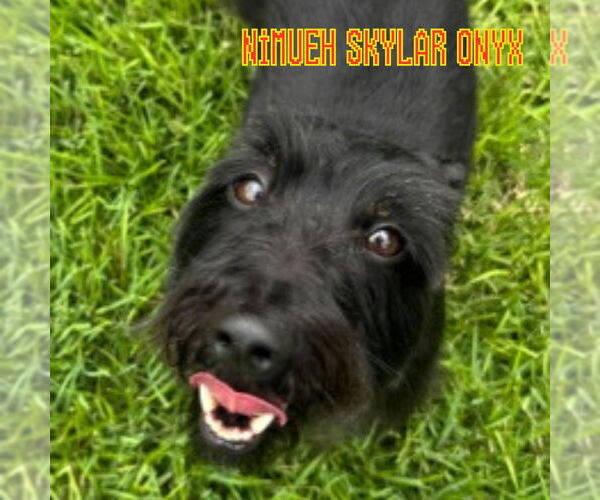 Medium Photo #6 Dachshund-Unknown Mix Puppy For Sale in San Antonio, TX, USA