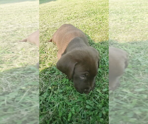 Medium Photo #21 Labrador Retriever Puppy For Sale in SHELBYVILLE, IN, USA
