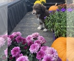 Small Photo #26 Aussiedoodle Puppy For Sale in RUSSELL, IA, USA