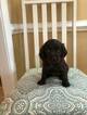 Small Photo #2 Boykin Spaniel Puppy For Sale in COLONIAL HEIGHTS, VA, USA