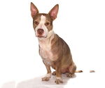Small #1 Mutt