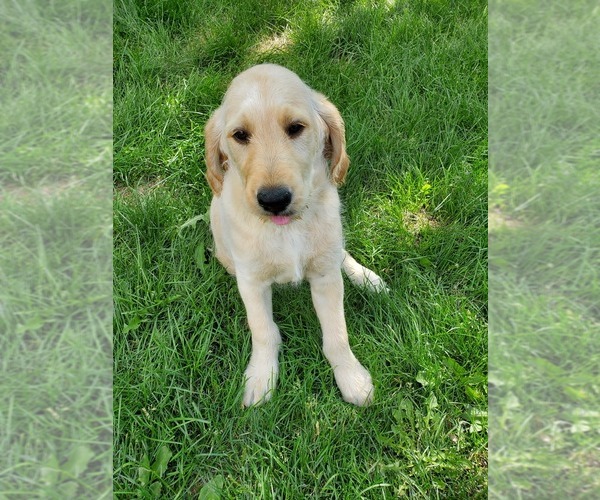 Medium Photo #5 Labradoodle Puppy For Sale in MIDDLETON, ID, USA