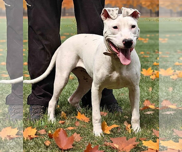 Medium Photo #8 American Pit Bull Terrier-Unknown Mix Puppy For Sale in Talladega, AL, USA