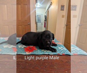 Labrador Retriever Puppy for sale in PIERSON STATION, IL, USA