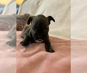 French Bulldog Puppy for sale in JOHNS ISLAND, SC, USA
