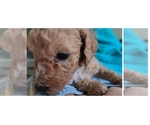 Small Photo #10 Poodle (Standard) Puppy For Sale in WINCHESTER, TN, USA