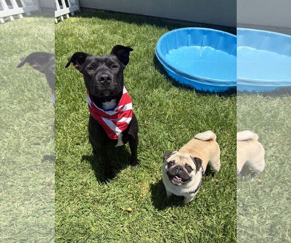 Medium Photo #23 Labrador Retriever-Unknown Mix Puppy For Sale in San Diego, CA, USA