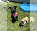 Small Photo #23 Labrador Retriever-Unknown Mix Puppy For Sale in San Diego, CA, USA