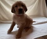 Small Golden Retriever