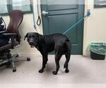 Small Labrador Retriever