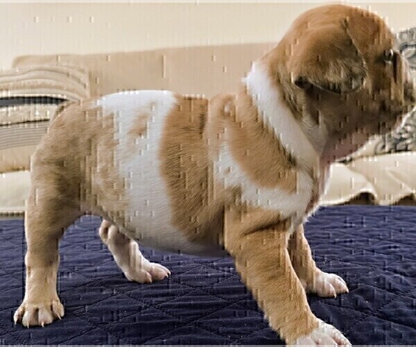 Medium Photo #11 French Bulldog Puppy For Sale in CHINO HILLS, CA, USA