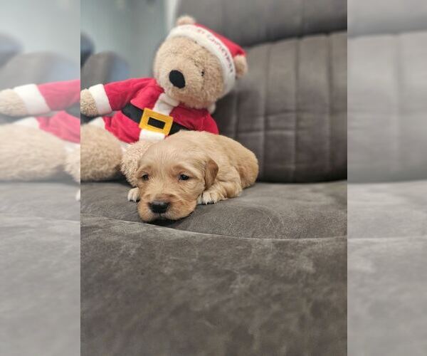 Medium Photo #6 Golden Retriever Puppy For Sale in SACRAMENTO, CA, USA