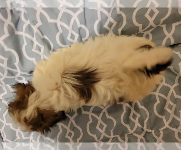 Medium Photo #3 Zuchon Puppy For Sale in SHAWNEE, KS, USA