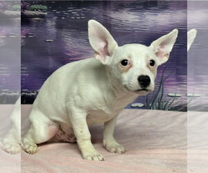 Mutt Dogs for adoption in Lakewood, CO, USA